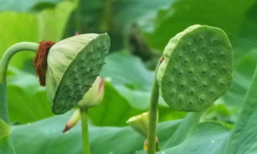 请问亢奋是啥意思-亢奋有什么症状-专业亢奋有什么症状和表现平台-什么是性亢奋有什么症状